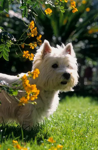 West Highland White Terrier Fci Standaard — Stockfoto