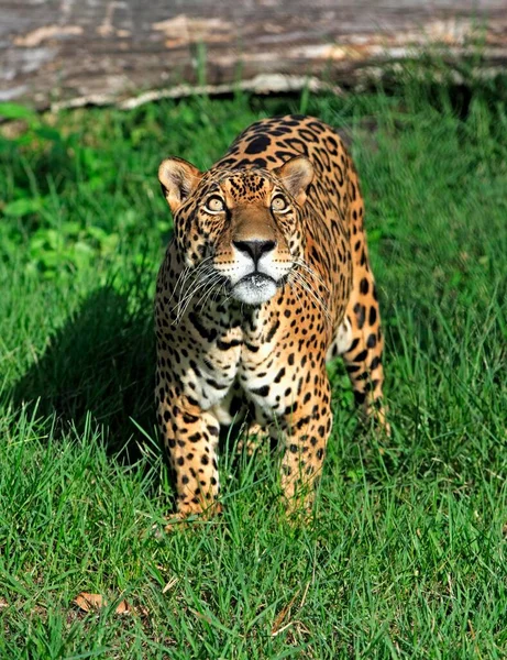 Jaguar Panthera Onca Pantanal Brazylia Dorosły Mężczyzna Jaguar Brazylia Jaguar — Zdjęcie stockowe