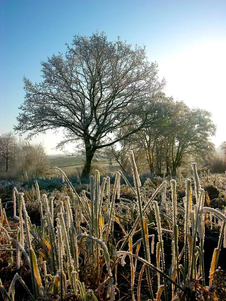树梢上首先结霜 冬季风景 — 图库照片