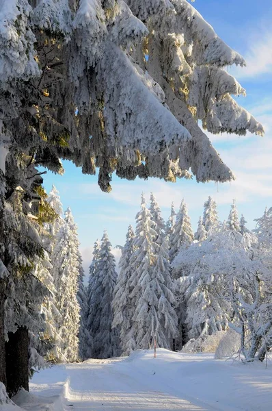 Шварцвальд Шварцвальд Зимой Еловой Лес Шварцвальд Хай Роуд Снежный Пейзаж — стоковое фото