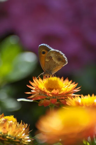 Метелик Маленький Сіно Метелик Сухій Квітці Саду — стокове фото