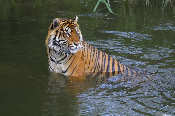 Σουμάτρα Τίγρης Στο Νερό — Φωτογραφία Αρχείου