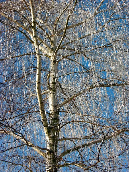 Первые Инеи Ветвях Деревьев Зимние Пейзажи — стоковое фото