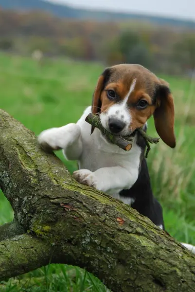 Young Beagle, puppy, tricolour, standing straighten up at a log and playing with a stick, FCI, Standard No. 161, young Beagle, puppy, standing straighten up at a log and playing with a domestic dog (canis lupus familiaris)