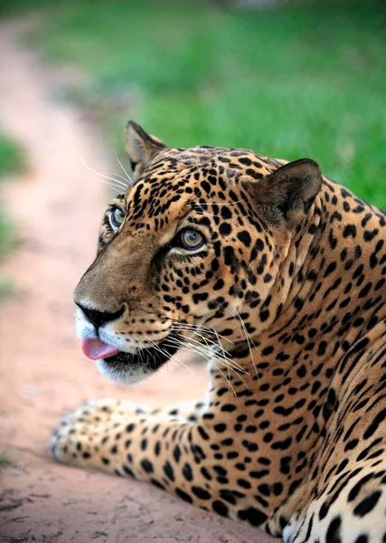 Jaguar Panthera Onca Pantanal Brazil Adult Male Portrait Jaguar Brazil — стоковое фото