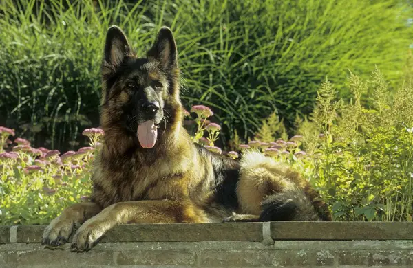 Παλιός Γερμανικός Ποιμενικός Σκύλος Κουτάβι — Φωτογραφία Αρχείου
