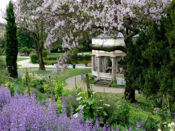 Ludwigsburg Çiçekli Barok Bahçe Adaçayı Çiçekli Çan Ağacı — Stok fotoğraf