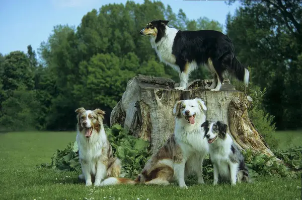 Australischer Schferhund, Border Collie plus Collie