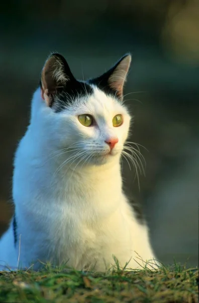 Gato Doméstico Branco Preto — Fotografia de Stock