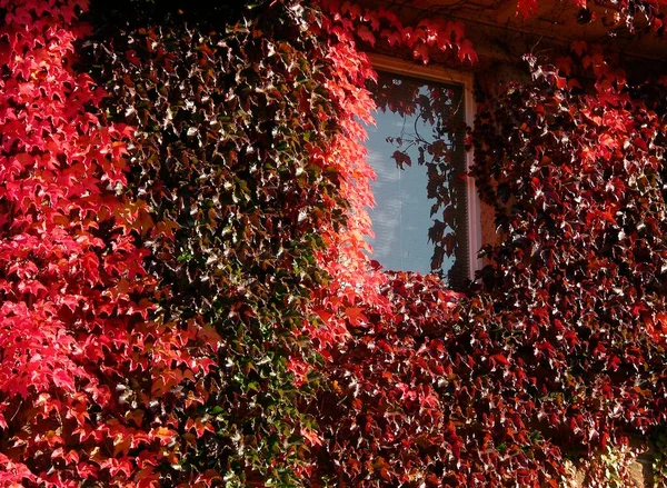 Wilderwein Herbst Hausfassade Mit Fenster — Stockfoto