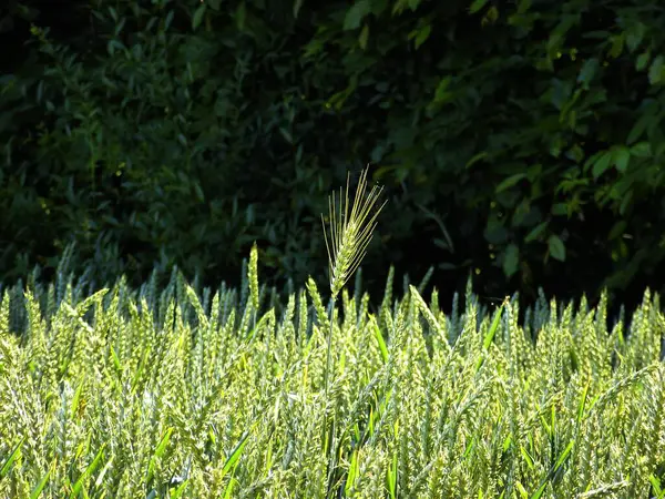 Ячменное Ухо Пшеничном Поле — стоковое фото