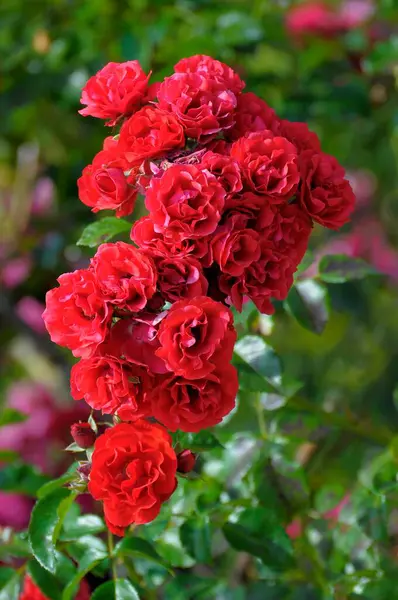 Jardín Rosas Oberderdingen — Foto de Stock