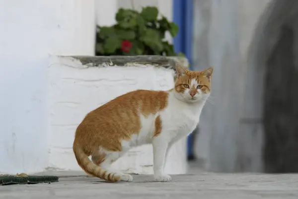 Κατοικίδια Γάτα Κόκκινη Tabby Και Λευκή Καθισμένη Ελληνικό Σοκάκι Κυκλάδες — Φωτογραφία Αρχείου