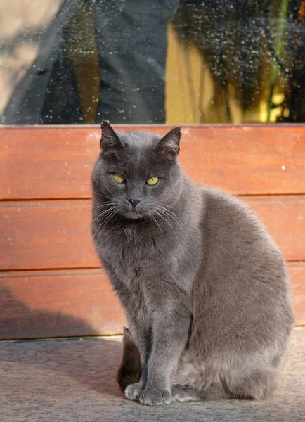 Kočka Dřevěnou Lavici — Stock fotografie