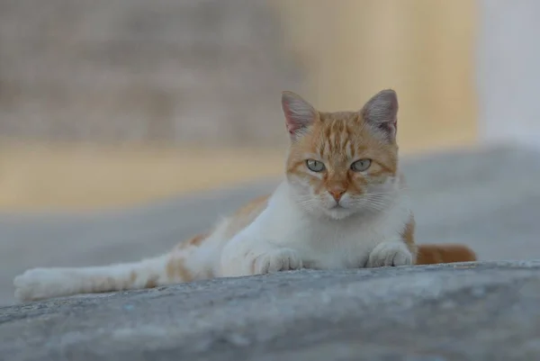 Kot Domowy Czerwony Tabby Biały Leżący Ziemi Greckiej Alejce Dodekanez — Zdjęcie stockowe