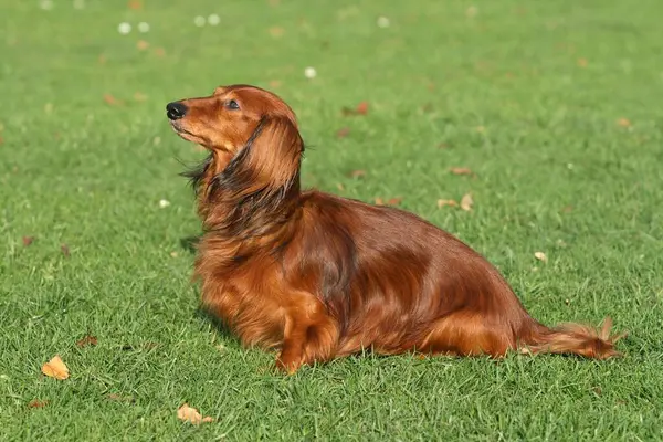 Longhaired Dachshund Sitting Meadow Fci Standard 148 — Stock Photo, Image