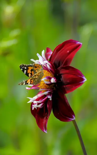 ダリアの花 庭に単一の花ダリアの蝶 — ストック写真