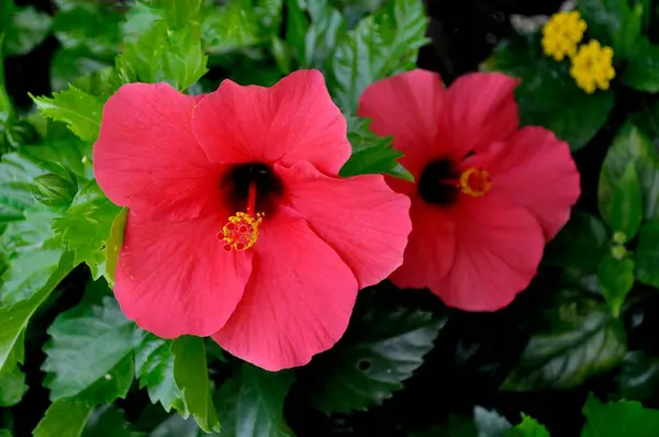 Flores Hibisco Rojo Hibiscos Hibiscus Malvavisco — Foto de Stock