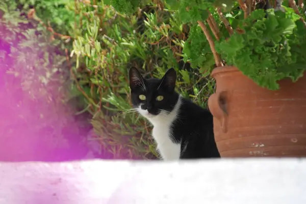 Bahçedeki Kara Kedi Hayvan — Stok fotoğraf