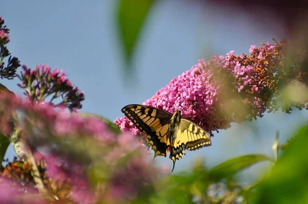 スワロウテールは蝶の茂みの花 夏のライラックに座っています — ストック写真