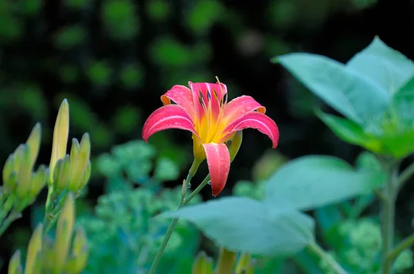 カンゾウの庭で開花 — ストック写真