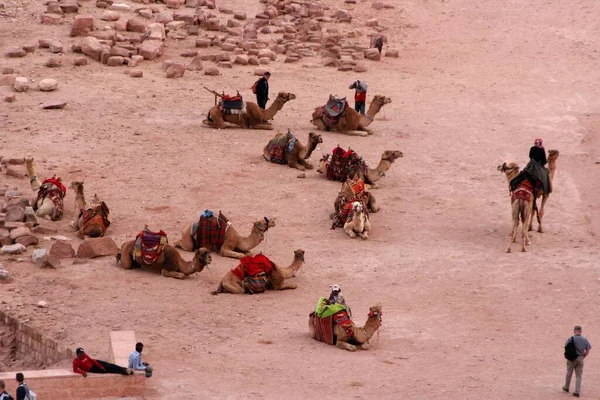 Dromedarios Sus Propietarios Esperan Turistas Petra Jordania Asia —  Fotos de Stock