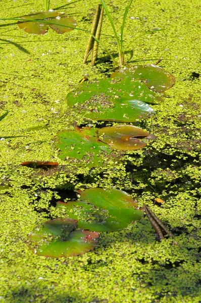 Teich Mit Wasserlinsen Wasserpflanzen Wasserlinse Lemna Minor Rosengarten Oberderdingen — Stockfoto