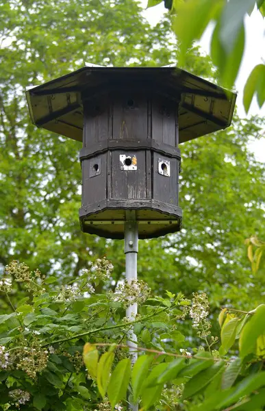 花园内的雀巢盒 — 图库照片