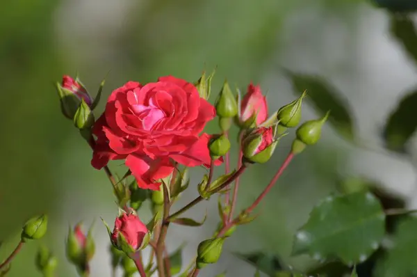Keřová Růže Růžová Walter Rieger Hetzel 1977 Rose Garden Oberderdingen — Stock fotografie