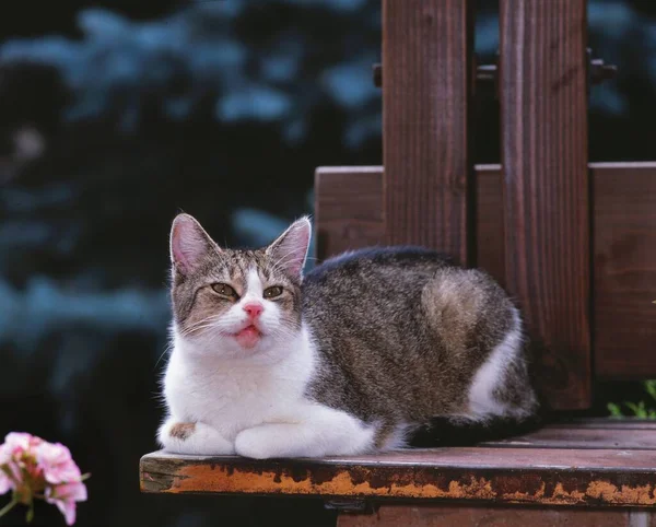Koty Domowe Felis Silvestris Catus — Zdjęcie stockowe