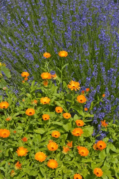 Cottage Tuin Goudsbloemen Voor Lavendel Bloeien Tuin — Stockfoto
