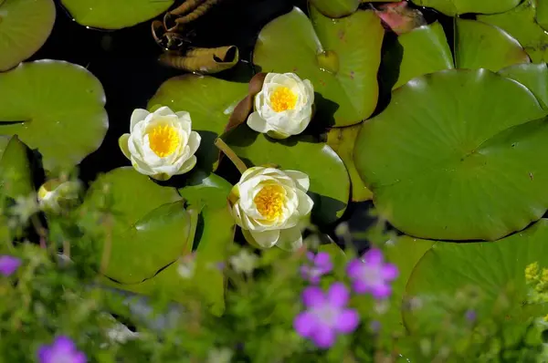 Lírio Água Branca Europeu Nymphaea Alba Floração Lago Jardim Lírio — Fotografia de Stock