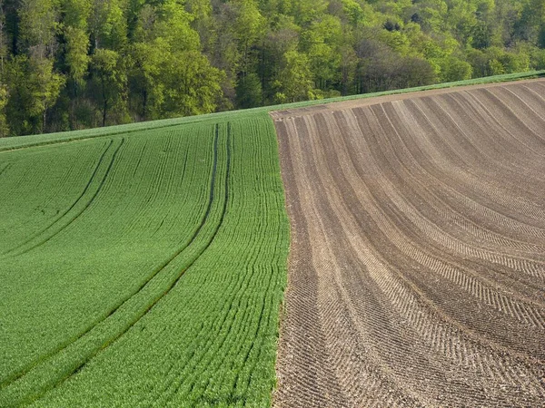 Sommerfeldlandschaft Landwirtschaftliches Konzept Tagesblick — Stockfoto