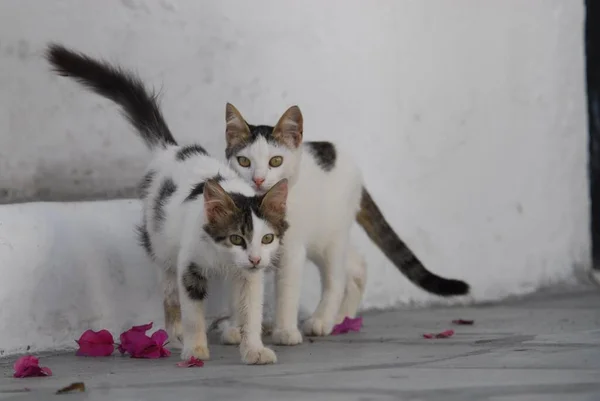 Dwa Młode Kocięta Domowe Białe Plamami Cyklady Grecja Dwa Kocięta — Zdjęcie stockowe
