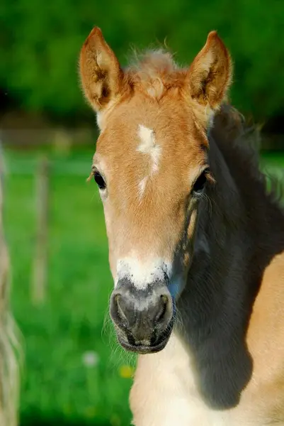 Haflinger Foal Weeks Old Mare Przewalski Horse Equus Przewalskii Caballus — Stock Photo, Image