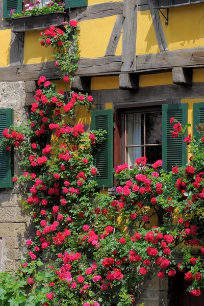 Czerwone Róże Wspinaczkowe Drewnie Przy Oknie — Zdjęcie stockowe