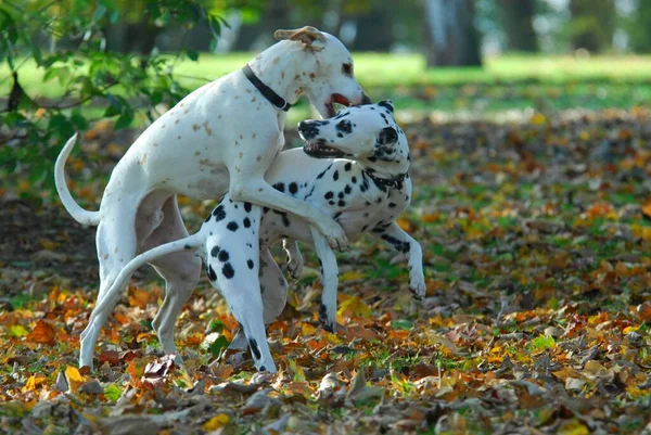 Dois Dalmatians Jogando Parque — Fotografia de Stock