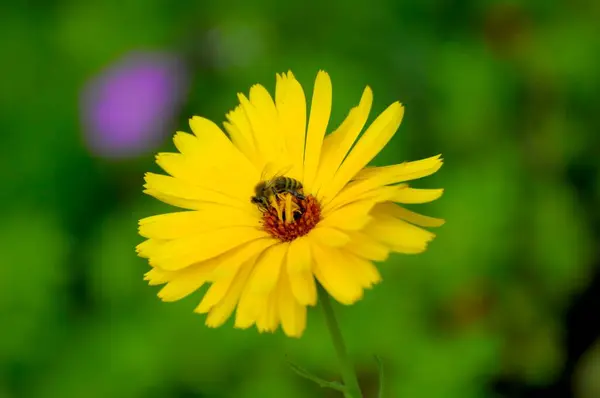 Yellow Marigold Calendula Officinalis Bee Marigold Garden Marigold — Stock Photo, Image