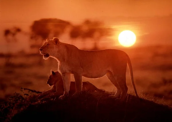 Löwe Panthera Leo Mit Jungen Der Abendsonne Sonnenuntergang Kenia Löwe — Stockfoto