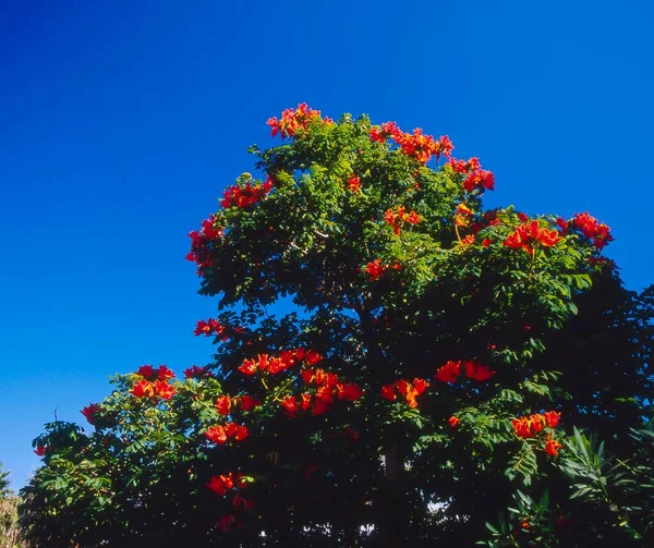 Afrikanischer Tulpenbaum Botanischen Garten Quinta Splendida Hotel Und Sterne Timesharing — Stockfoto