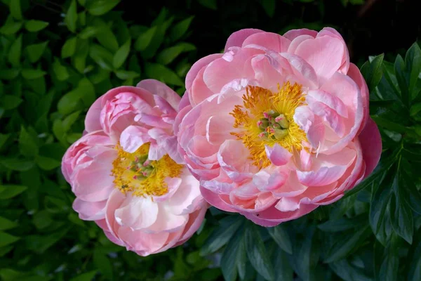 Kwiat Piwonii Ogrodzie Paeonia Suffruitcosa Różowy Kwitnienie Krzew Piwonia — Zdjęcie stockowe