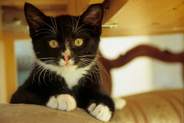 Młody Kociak Domowy Trzy Miesiące — Zdjęcie stockowe