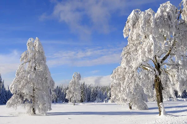 Black Forest Winter Spruce Forest Black Forest High Road Snowy — Stock Photo, Image