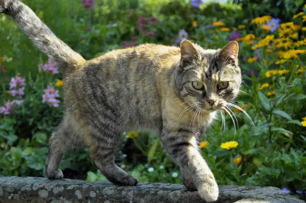 Kolorowy Kot Domowy Przy Fontannie Ogrodowej — Zdjęcie stockowe