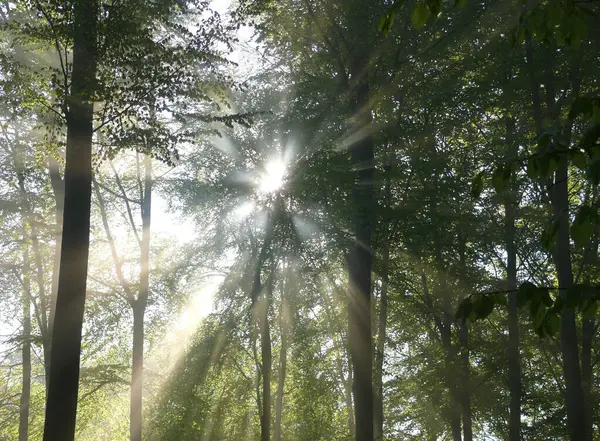 Forêt Décidue Printemps Brouillard Dans Forêt Rayons Soleil Dans Forêt — Photo