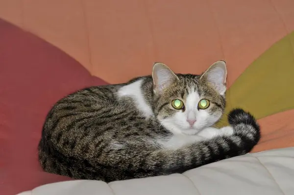 Mladá Domácí Kočka Otevřená Velká Zornice — Stock fotografie