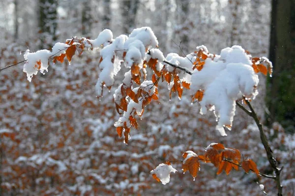 Buchenblätter Schnee Mit Laubwald Winter — Stockfoto