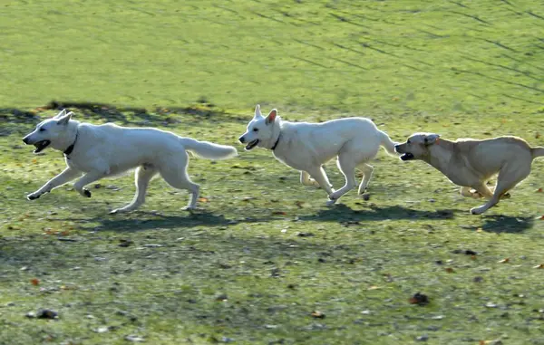 Witte Herder Huisdieren Canis Lupus Familiaris Amerikaans Canadese Herder Honden — Stockfoto
