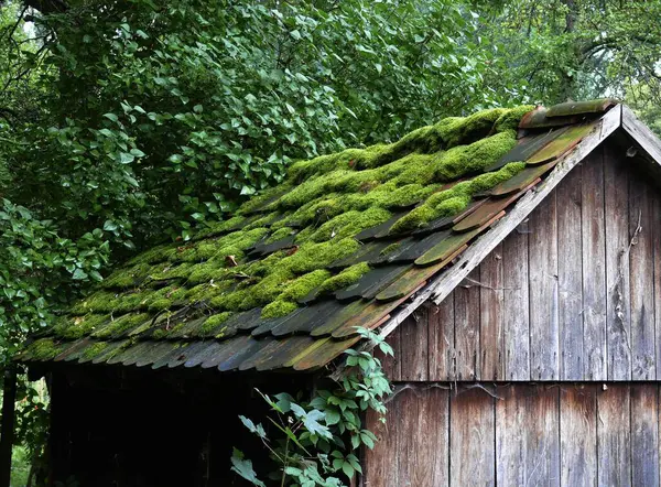 Плиточный Крыша Покрыта Мхом Старой Деревянной Хижине — стоковое фото