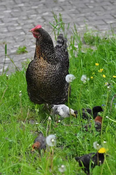 Kurczak Pisklętami Kurczak Domowy Gallus Gallus Domesticus — Zdjęcie stockowe